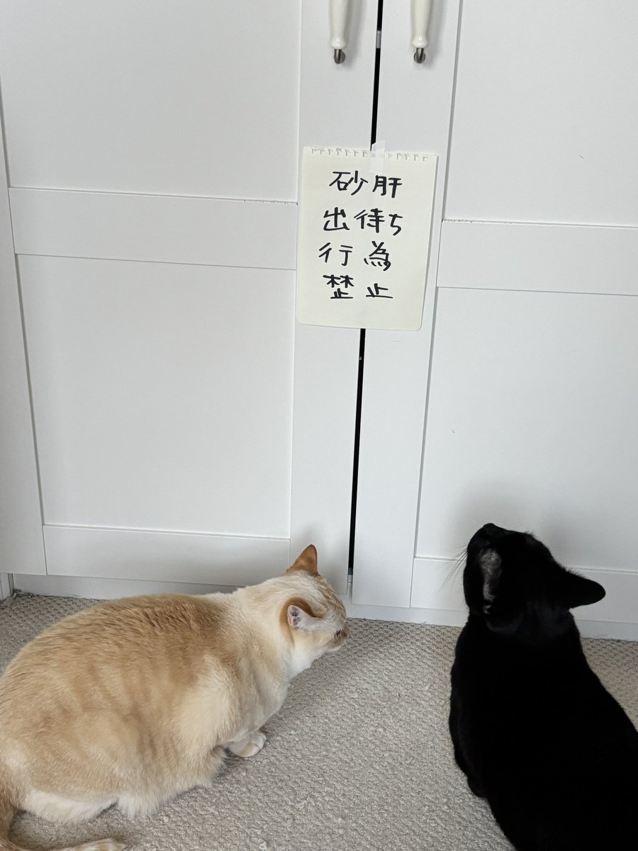 公式】うなぎねこ (@unagi_neko_) / Posts / X