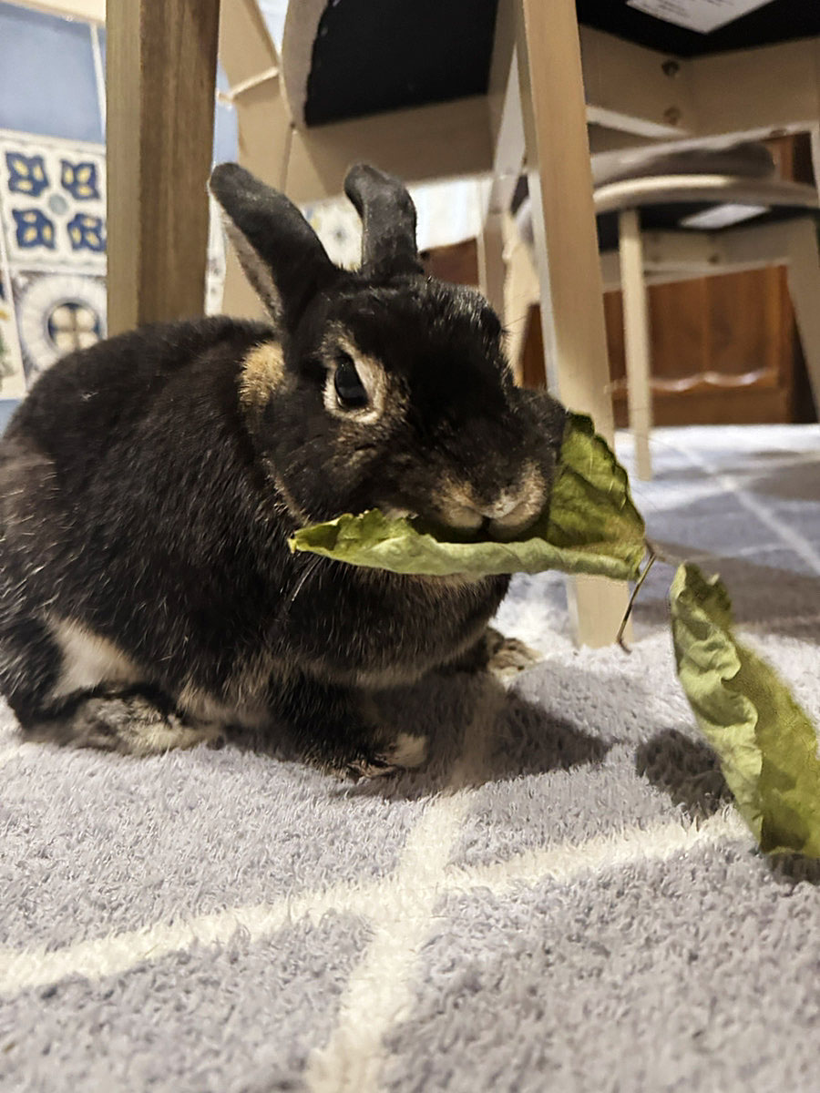 今朝のうさ
乾燥葛にめがないです
#うさぎ　
#うさ
#ブラックオター
#葛の葉大好き
#早朝は特に元気
