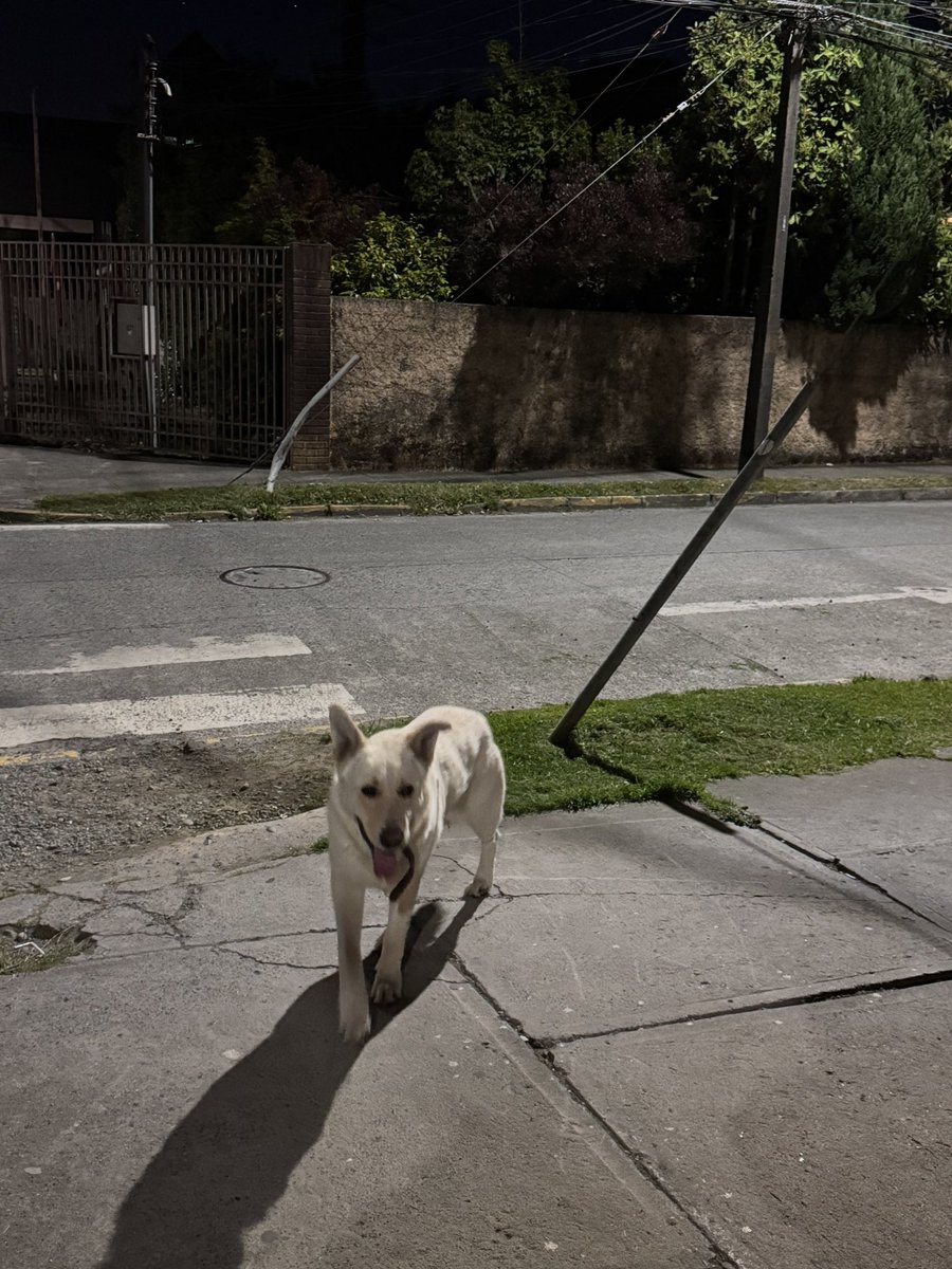 bern_constanza's tweet photo. #puertovaras 
Perrito perdido! Porfa difundir! Esta en walker martinez con los tilos aprox! Anda por ahi. Collar de cuero, grande, delgado y muy sociable. https://t.co/9S1Zn1ASsI