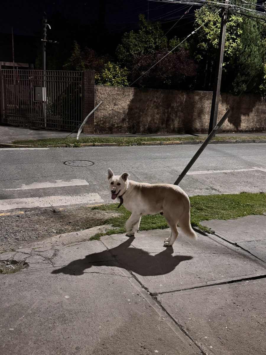 bern_constanza's tweet photo. #puertovaras 
Perrito perdido! Porfa difundir! Esta en walker martinez con los tilos aprox! Anda por ahi. Collar de cuero, grande, delgado y muy sociable. https://t.co/9S1Zn1ASsI