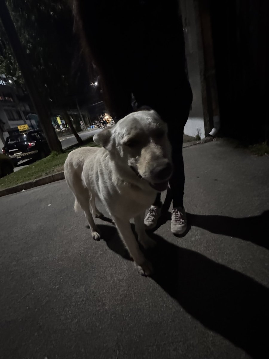 bern_constanza's tweet photo. #puertovaras 
Perrito perdido! Porfa difundir! Esta en walker martinez con los tilos aprox! Anda por ahi. Collar de cuero, grande, delgado y muy sociable. https://t.co/9S1Zn1ASsI