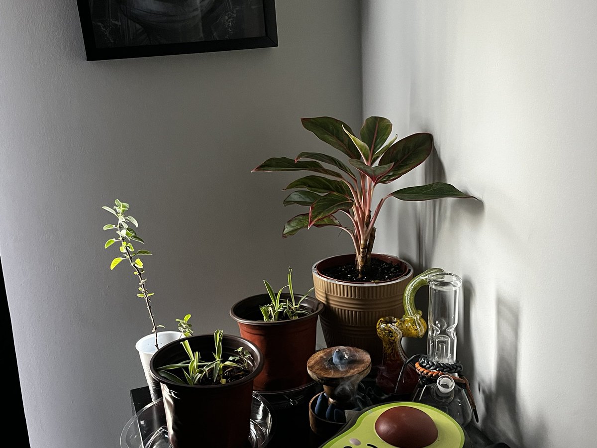 8ctapus's tweet photo. finally becoming a plant parent and my first thought was to get plants that needed some rehab #ILoveChallenges https://t.co/tfa6QM4HE5