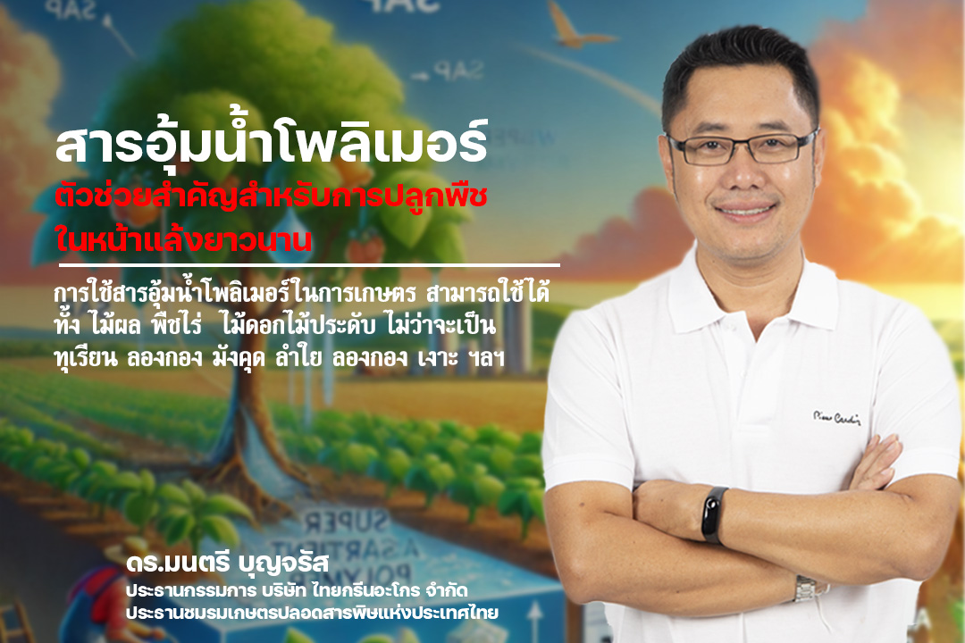 Montree_Boon's tweet photo. สารอุ้มน้ำโพลิเมอร์: ตัวช่วยสำคัญสำหรับการปลูกพืชในหน้าแล้งยาวนาน

ภัยแล้งเป็นปัญหาสำคัญที่ส่งผลกระทบต่อเกษตรกรทั่วโลก โดยเฉพาะอย่างยิ่งในช่วงที่สภาพอากาศเปลี่ยนแปลงอย่างรุนแรง  การขาดแคลนน้ำส่งผลโดยตรงต่อการเจริญเติบโตและผลผลิตของพืช  แต่ด้วยเทคโนโลยีที่ก้าวหน้า ปัจจุบันมี สารอุ้มน้ำโพลิเมอร์ (Super Absorbent Polymer)  ที่สามารถช่วยบรรเทาปัญหานี้ได้อย่างมีประสิทธิภาพ

สารอุ้มน้ำโพลิเมอร์คืออะไร?
สารอุ้มน้ำโพลิเมอร์ หรือ SAP คือ โพลิเมอร์ชนิดพิเศษที่มีคุณสมบัติในการดูดซับและกักเก็บน้ำไว้ในปริมาณมาก  โดยสามารถดูดซับน้ำได้มากกว่าน้ำหนักตัวเองหลายร้อยเท่า ช่วยรัสารอุ้มน้ำโพลิเมอร์ดูดซับน้ำ จะพองตัวกลายเป็นเจล  ซึ่งจะค่อยๆ ปลดปล่อยน้ำออกมาให้พืชดูดซึมไปใช้ได้อย่างต่อเนื่อง

คุณสมบัติเด่นของสารอุ้มน้ำโพลิเมอร์ สามารถดูดซับน้ำได้มากกว่าน้ำหนักตัวเอง 200-400 เท่าและค่อยๆปลดปล่อยน้ำได้อย่างช้าๆ  ช่วยให้พืชได้รับน้ำอย่างต่อเนื่อง  ลดการสูญเสียน้ำจากการระเหยใช้งานง่าย  สามารถผสมกับดินได้โดยตรง หรือใช้โรยรอบๆ โคนต้น ที่สำคัญสารอุ้มน้ำโพลิเมอร์ยังมีความปลอดภัยสูงเป็นมิตรต่อสิ่งแวดล้อม ส่วนใหญ่ย่อยสลายได้เองตามธรรมชาติ  ไม่เป็นอันตรายต่อดินและพืช

ประโยชน์ของสารอุ้มน้ำโพลิเมอร์ต่อการปลูกพืชในหน้าแล้งยาวนาน ลดความถี่ในการรดน้ำ:  SAP ช่วยกักเก็บน้ำไว้ในดิน  ทำให้ลดความจำเป็นในการรดน้ำบ่อยๆ  ประหยัดเวลาและแรงงาน

เพิ่มอัตราการรอดตายของพืช โดยเฉพาะพืชที่เพิ่งปลูกใหม่  สารอุ้มน้ำโพลิเมอร์จะช่วยให้รากได้รับความชื้นอย่างเพียงพอ  เพิ่มโอกาสในการตั้งตัว ช่วยให้พืชเจริญเติบโตได้ดีแม้ในสภาวะขาดแคลนน้ำ  พืชยังคงได้รับน้ำอย่างต่อเนื่อง  ส่งผลให้เจริญเติบโตได้ดี  ให้ผลผลิตสูง 

อีกหน้าที่ที่สำคัญคือลดการสูญเสียน้ำ ลดการระเหยของน้ำ  ทำให้สามารถใช้น้ำได้อย่างคุ้มค่า  เหมาะสำหรับพื้นที่แห้งแล้ง สารอุ้มน้ำโพลิเมอร์ช่วยปรับปรุงโครงสร้างดิน  ช่วยให้ดินร่วนซุย  อากาศถ่ายเทได้ดี  รากพืชเจริญเติบโตได้ง่าย

การใช้สารอุ้มน้ำโพลิเมอร์ในการเกษตร สามารถใช้ได้ทั้ง ไม้ผล พืชไร่  ไม้ดอกไม้ประดับ ไม่ว่าจะเป็น  ทุเรียน ลองกอง มังคุด ลำใย ลองกอง เงาะ ฯลฯ   ข้าวโพด  อ้อย  มันสำปะหลัง ฯลฯ  โดยผสมลงในดินก่อนปลูก  หรือโรยรอบๆ โคนต้น การผสมดินปลูกอาจจะใช้ชนิดละเอียดจะเหมาะสมมากกว่าชนิดเม็ด  ลงในดินตอนปลูก  หรือใช้โรยรอบๆ บริเวณทรงพุ่ม

การใช้สารอุ้มน้ำโพลิเมอร์ในไม้ดอกไม้ประดับ จะช่วยยืดอายุการบานของดอกไม้  และลดความถี่ในการรดน้ำ ถ้าใชใชาสารอุ้มน้ำโพลิเมอร์ในการปลูกหญ้า จะช่วยให้หญ้าเขียวขจี  แม้ในช่วงหน้าแล้งช่วยวยสารอุ้มน้ำโพลิเมอร์ ช่วยลดต้นทุนการใช้ปุ๋ยและสารเคมีช่วยลดการสูญเสียปุ๋ยที่ละลายน้ำ เนื่องจากน้ำจะถูกกักไว้ในดินนานขึ้น ทำให้พืชสามารถดูดซึมสารอาหารได้เต็มที่   สารอุ้มน้ำโพลิเมอร์ยังช่วยเพิ่มประสิทธิภาพการใช้ทรัพยากรดิน ช่วยปรับปรุงโครงสร้างดิน ทำให้ดินร่วนซุยมากขึ้น และเพิ่มความสามารถในการดูดซับน้ำ แม้ในดินที่มีความอุดมสมบูรณ์ต่ำ  การใช้สารอุ้มน้ำโพลิเมอร์ ยังช่วยลดผลกระทบจากสภาพอากาศรุนแรง ช่วยให้พืชสามารถต้านทานสภาพอากาศแห้งแล้งและอุณหภูมิที่สูงขึ้นได้ดียิ่งขึ้น

สารอุ้มน้ำโพลิเมอร์  เป็นนวัตกรรมที่ช่วยแก้ปัญหาการขาดแคลนน้ำในการเกษตร  โดยเฉพาะอย่างยิ่งในช่วงหน้าแล้งยาวนาน  สารอุ้มน้ำโพลิเมอร์ ช่วยให้พืชได้รับน้ำอย่างเพียงพอ  เจริญเติบโตได้ดี  และให้ผลผลิตสูง  เป็นทางเลือกที่ยั่งยืน  ช่วยประหยัดน้ำ  และลดต้นทุนในการผลิต  เกษตรกรยุคใหม่ควรศึกษาและนำไปประยุกต์ใช้เพื่อเพิ่มประสิทธิภาพในการเพาะปลูกต่อไป

ดร.มนตรี บุญจรัส
ประธานกรรมการ บริษัท ไทยกรีนอะโกร จำกัด
ประธานชมรมเกษตรปลอดสารพิษแห่งประเทศไทย
#ผู้ติดตาม #เกษตรอินทรีย์ #เกษตรปลอดภัย #สารชีวภัณฑ์ #ป้องกันแมลง #เกษตรพอเเพียง #เกษตรปลอดสาร #เกษตรกร #เกษตรกรรุ่นใหม่ #เกษตรผสมผสาน #ไทยกรีนอะโกร #ไทยกรีนอะโกรชมรมเกษตรปลอดสารพิษ #อย่าปิดกันการมองเห็น