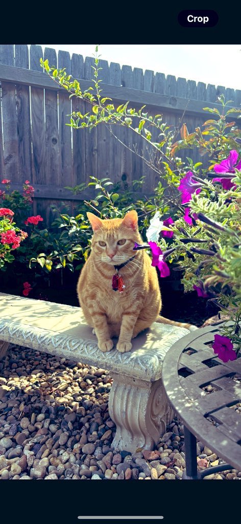 LilOkie76's tweet photo. Happy 7th birthday to our #thomaskitty! It has been quite a ride with this big, cuddly, quirky, talkative house tiger of ours!!! We adopted him 3 years ago, the day after his 4th birthday! β€οΈπ± #WhiskersWednesday #orangetabby #CatsOfTwitter #catsofX #HappyBirthday #orangecat https://t.co/lWus7QwJsS