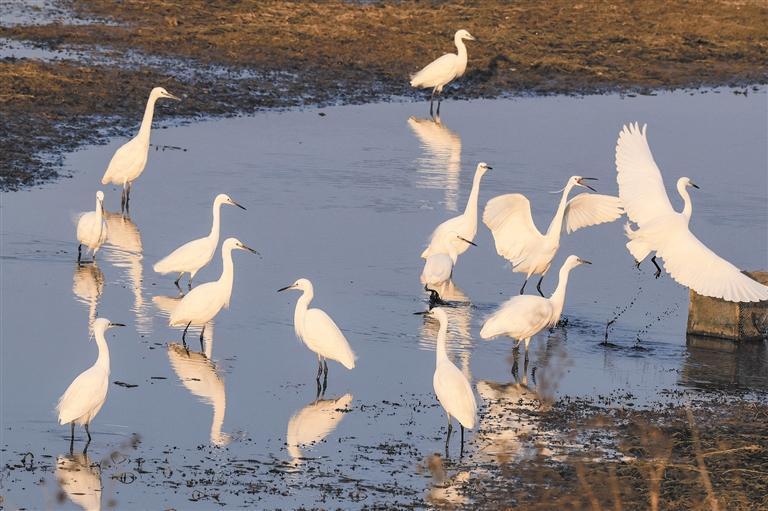 KunmingArea's tweet photo. Since the beginning of winter, in #Qujing City, #ZhanYi District on both sides of the Nanpanjiang River, groups of #egrets, #herons, #greystarlings or shallow foraging, or stop, or wings soaring, or wings chasing, sketching a beautiful ecological picture scroll. #glamouryunnan https://t.co/adniWTJOqL