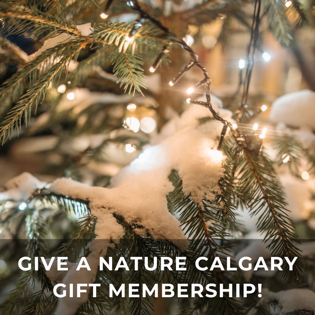 Looking for a a gift for the nature lover in your life? Give them a Nature Calgary membership! They'll get access to all our membership benefits, including events and field trips, and you'll be supporting the work of our organization! Details here: buff.ly/3P0bK4H