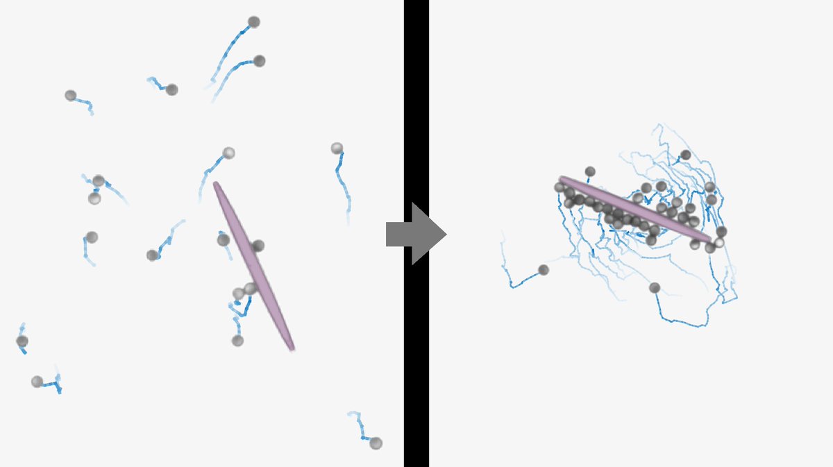 Centre for the Adv Study of Collective Behaviour (@cbehav) on Twitter photo How can a team optimally mobilize its forces? A new study led by Veit-Lorenz Heuthe and Clemens Bechinger <a href="/UniKonstanz/">Universität Konstanz</a> offers a clever solution - demonstrated with a swarm of microrobots! exc.uni-konstanz.de/collective-beh…
Read the full study here: science.org/doi/10.1126/sc… How can a team optimally mobilize its forces? A new study led by Veit-Lorenz Heuthe and Clemens Bechinger <a href="/UniKonstanz/">Universität Konstanz</a> offers a clever solution - demonstrated with a swarm of microrobots! exc.uni-konstanz.de/collective-beh…
Read the full study here: science.org/doi/10.1126/sc…