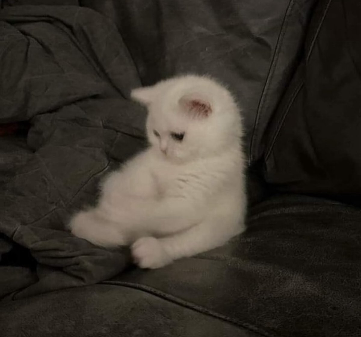 Miaw tweet media
