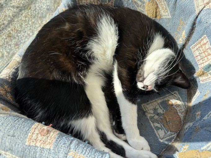 日向ぼっこしてます かわいいね 