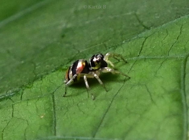 Woodpecker_cent's tweet photo. Banded Phintella (Phintella vittata) for #insectthursday. Asola-Bhatti Park, Delhi - Sep 2024.
#ThePhotoHour #natgeoyourshot #channel169 #IndiAves #spiders #entomology #NikonCreators #biodiversity #niffeature #discoverearth #macrophotography #spidersofindia #insectencounter https://t.co/z8rLW2QUkU