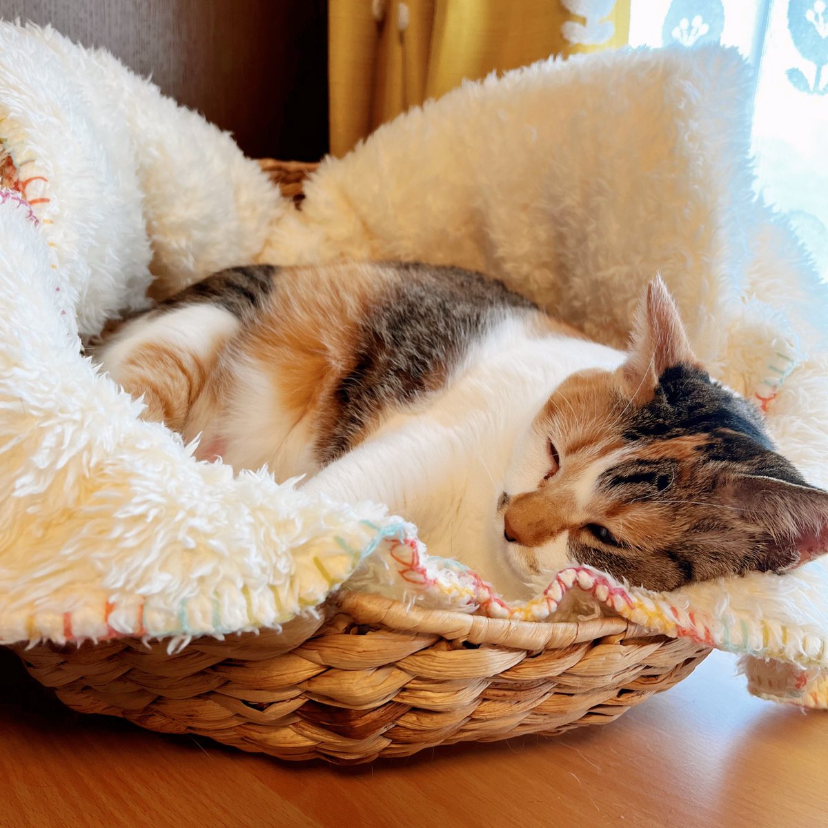 #クロッキー筋トレ

ワクチンを接種すると猫も人間同様に熱が出たり調子を悪くする子もいるので
昨日から様子を見ていたけど今のところ大丈夫そうで一安心です。
食欲もいつも通りもりもり
もう少し注意して見ています。 