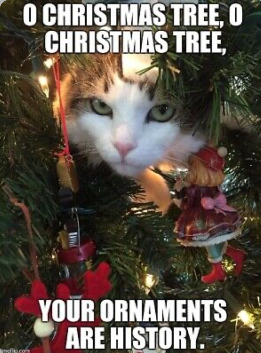 dcd728's tweet photo. When #kitty delivers his #message right before destroying the #holiday #tree #byebyetree #crash #byeornaments https://t.co/8ZbQXrYNDP