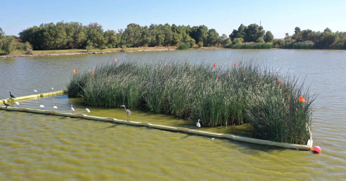MavensNotebook's tweet photo. Introducing Delta science news! Save the peat, save the Delta?, Floating wetlands, Longfin smelt, the latest issue of the SF Estuary & Watershed Science, podcasts, upcoming science events, and more! #cawater #cadelta Check it out and subscribe here: https://t.co/9KP7i1W78R https://t.co/eOK3Qzl38V