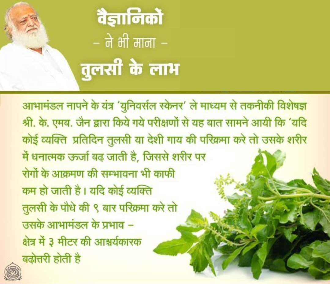 AshramJodhpur's tweet photo. Sant Shri Asharamji Bapu लोकहित में Ancient Wisdom बताते हैं: तुलसी के पौधे का चहुँओर २०० मीटर तक प्रभाव रहता है। तुलसी के ५-७ पत्ते सुबह चबाकर पानी पीने से स्मरणशक्ति बढती है, ब्रह्मचर्य मजबूत होता है। सैकड़ों बीमारियाँ तुलसी के पत्तों से दूर होती हैं। 
#AyurvedaForLife https://t.co/sFO3eyd3yG
