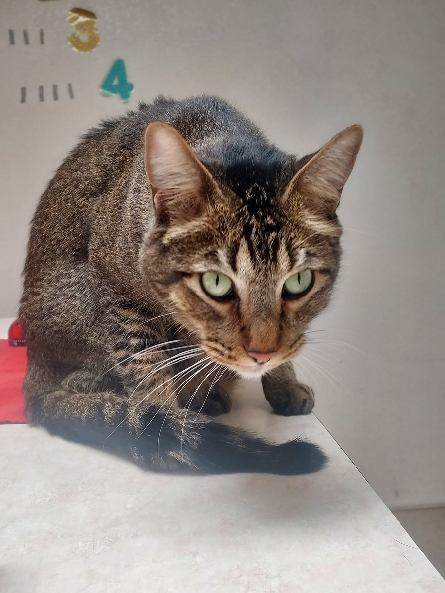 AMVS2017's tweet image. Tomaas waiting patiently for pets! ❤️♥️💕