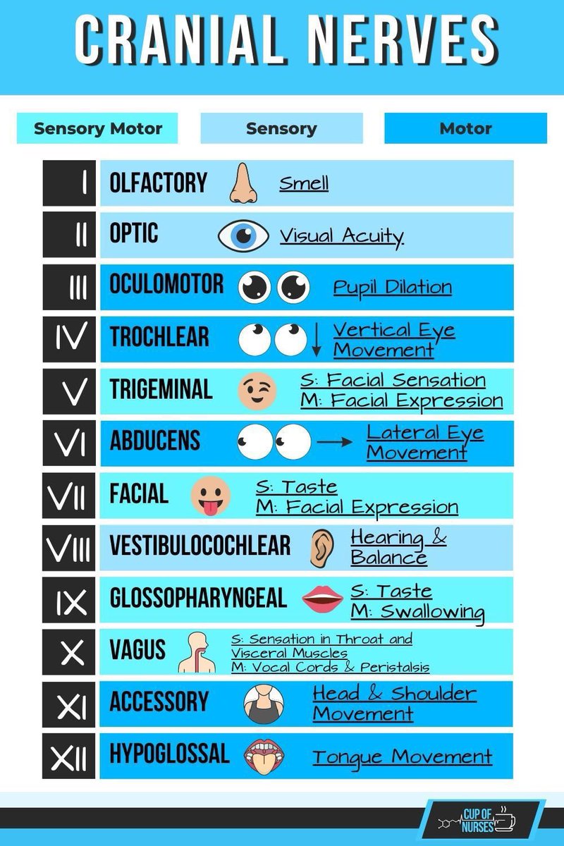 Cranial Nerves Mnemonic Chart