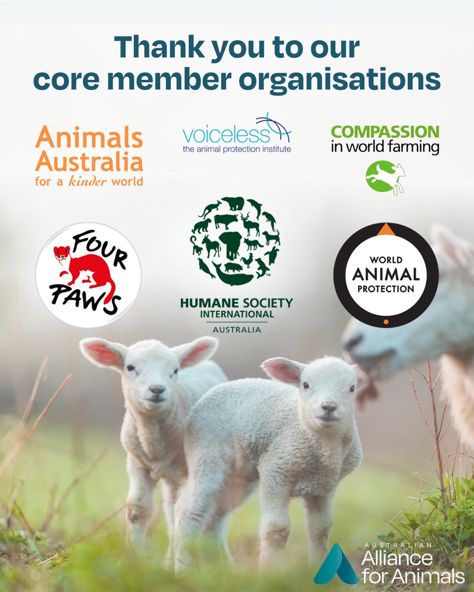 Alliance_AAFA's tweet photo. 🐏2024 has been another impactful year for the Alliance's core member organisations–@AnimalsAus @hsiaustralia  @MoveTheWorldAU  @fourpawsAU  @CIWF_Global &amp; Voiceless

We thank them for their dedication to animals and look forward to securing more wins for animals in 2025. https://t.co/YKqxOkwpxl