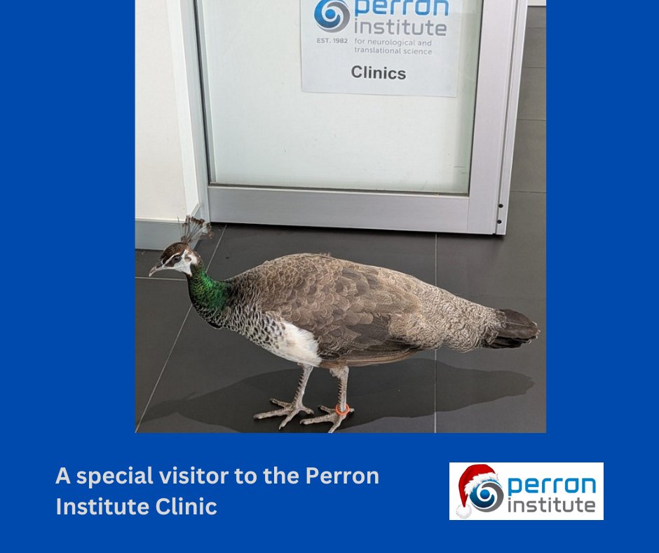 Perron Institute (@perroninstitute) on Twitter photo We have welcomed many visitors to the Perron Institute clinics throughout the year, but this morning's delightful visitor was quite special. Cleo, UWA's new peahen flew over, was looked after by our staff before being collected by her handler and returned to the University. We have welcomed many visitors to the Perron Institute clinics throughout the year, but this morning's delightful visitor was quite special. Cleo, UWA's new peahen flew over, was looked after by our staff before being collected by her handler and returned to the University.