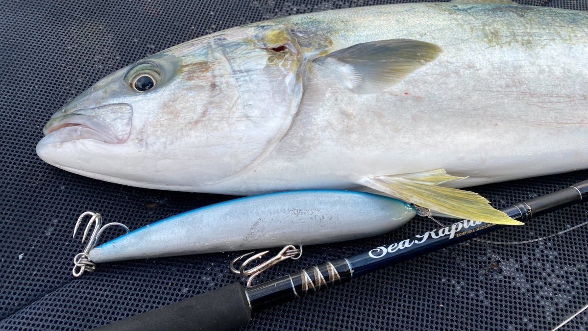 palms_global's tweet photo. Kingfish with Prototype Lure in Jeju, Korea🇰🇷
Rod: Sea Rapture
Lure: Prototype
#palmsfishing #kingfish #hiramasa #kingie #kingy #hiramasakingfish @palms_japan https://t.co/YJ33ExUvCr