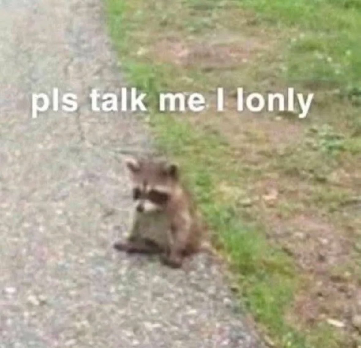 raccoon aesthetic. (@raccoonesthetic) on Twitter photo 