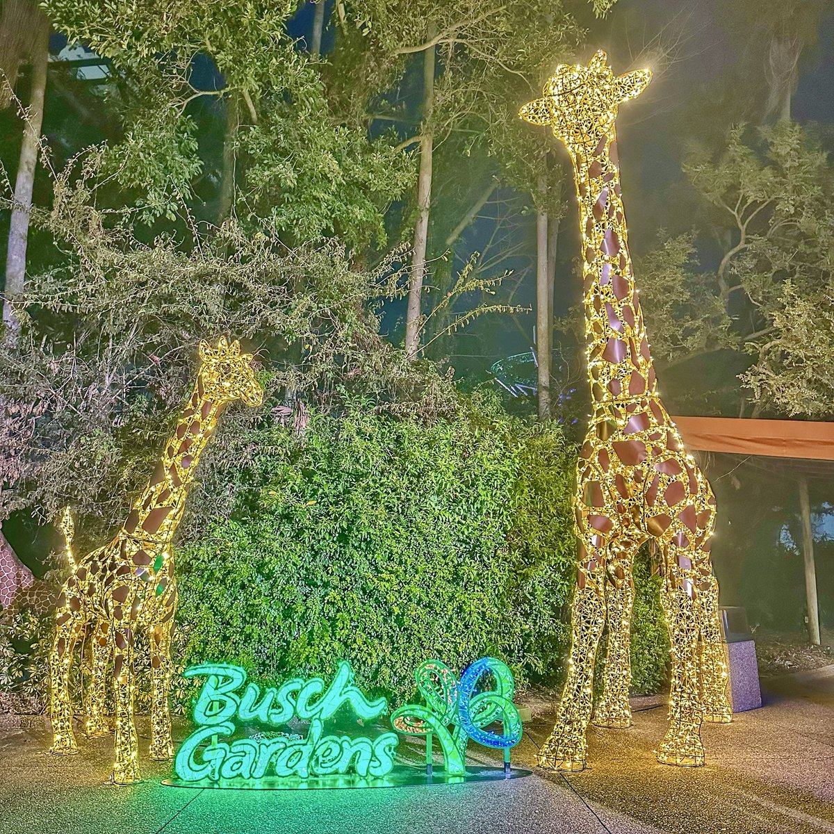 TuckBeck's tweet photo. I always love how lights shine so bright, at @BuschGardens as they celebrate Christmastown at night. ✨❤️✨
.
#BuschGardensBlogger #Christmas
#Tampa #BuschGardensBucketList
#BuschGardens #Christmastown
#BuschGardensChristmastown
#BuschGardensTampaBay 💚 https://t.co/ruW8MGKTkk