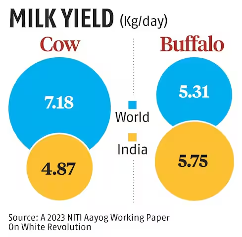 bsindia's tweet image. #Take2WithBS | #India's #milkproduction growth has slowed to 3.78% in FY24, down from 6.62% in FY18. The country’s milk output reached 239.3 mn tonnes, but a decline in buffalo milk production and low per-animal yields raise alarms. Factors such as small herd sizes, rising costs,