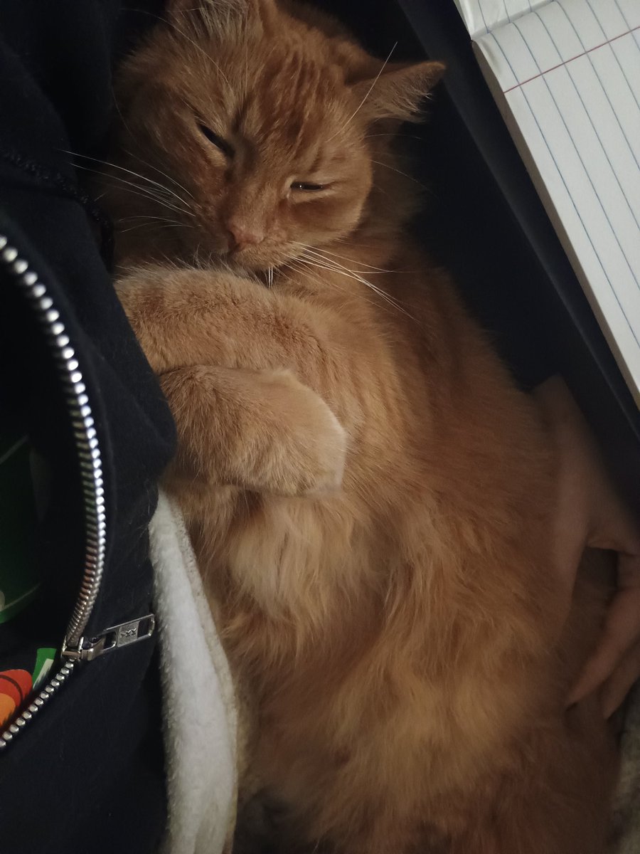 alan_the_trapp's tweet photo. Pumpkin photo dump 
Love my little babyyy https://t.co/rvzUbl87CS