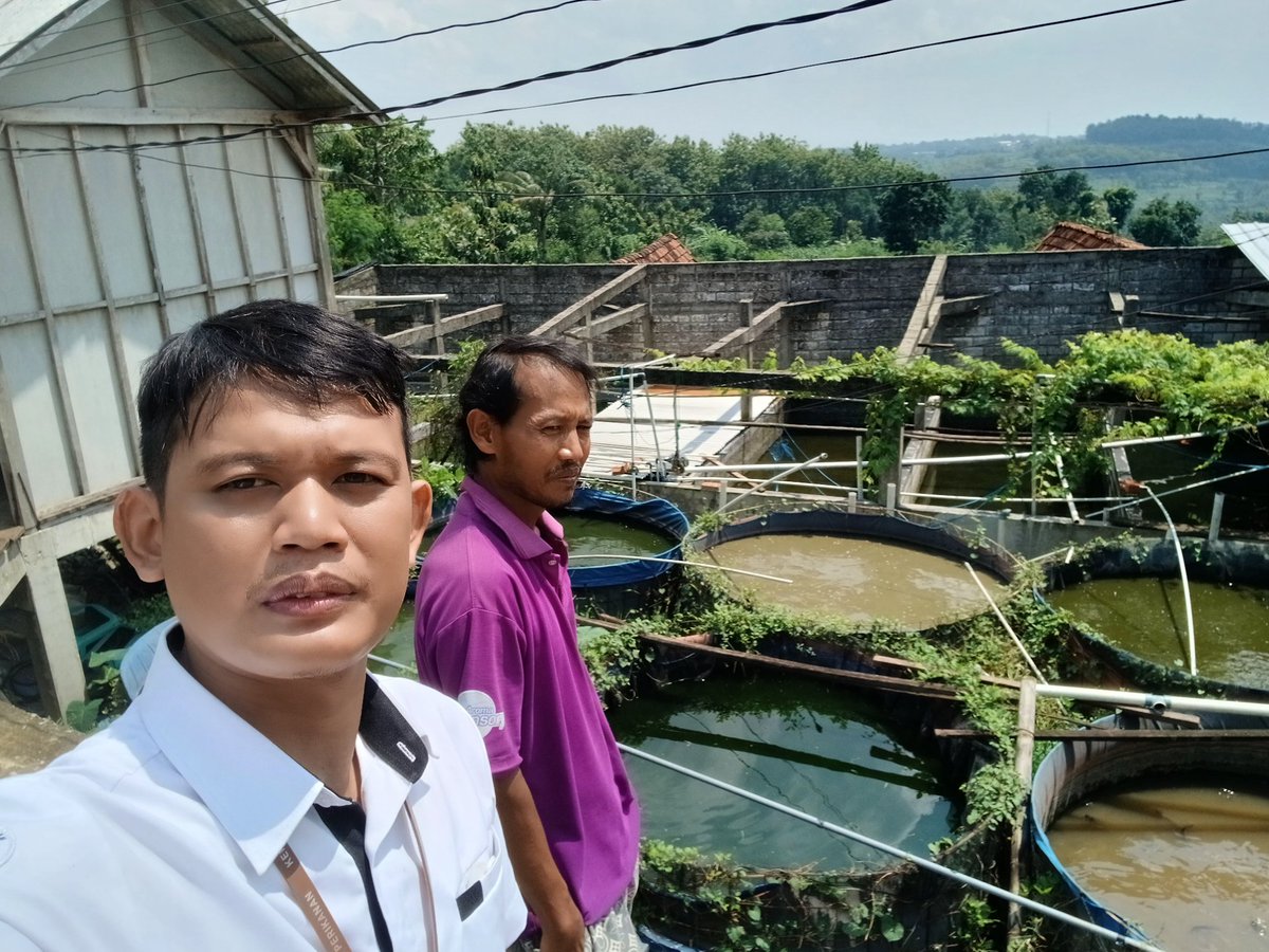 Firman_discuss's tweet photo. Selasa(10/12/24) Luhkan Blora melaksanakan Anjangsana dlm rangka pendataan produksi budidaya ikan di Pokdakan Candi Rejeki Makmur Ds.Candi Kec. Todanan, panen per siklus mencapai 400 kg, harga pengepul 19rb, ecer 24rb
#luhlapor
#GiatluhkanSatminkalTegal https://t.co/BIlZaV2Ql9