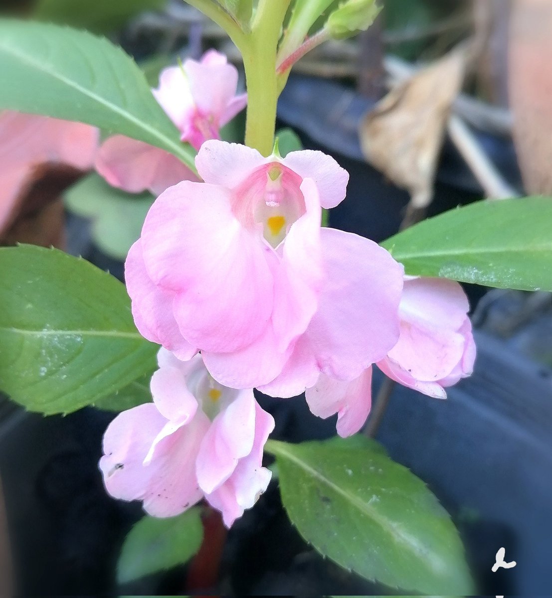 ดอกเทียนสวยมาก🌿