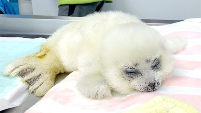 realsnuggleseal, PhD tweet media