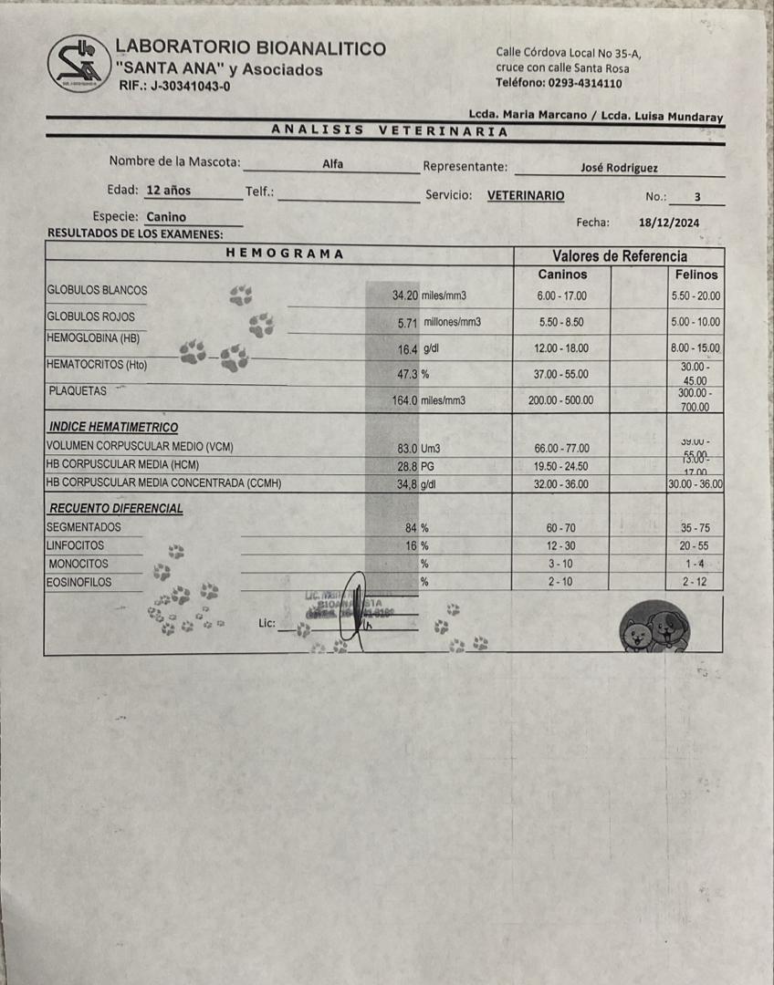 ntarrazzi's tweet photo. Llevamos al veterinario a Alfa, la perrita viejita de la universidad.
Tiene problemas cardíacos y retención de líquido producto de la filariosis que tiene. Se realizó hematología y presenta infección.
Se indicó tratamiento con Enalapril, Furosemida y Enrofloxacina. https://t.co/fNdYaGKpPO