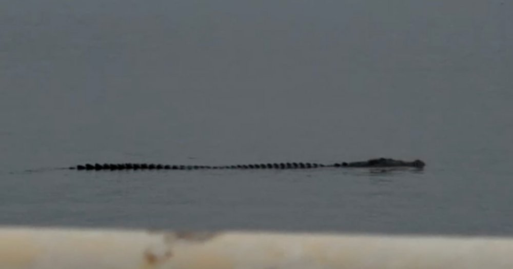 Mothership tweet media