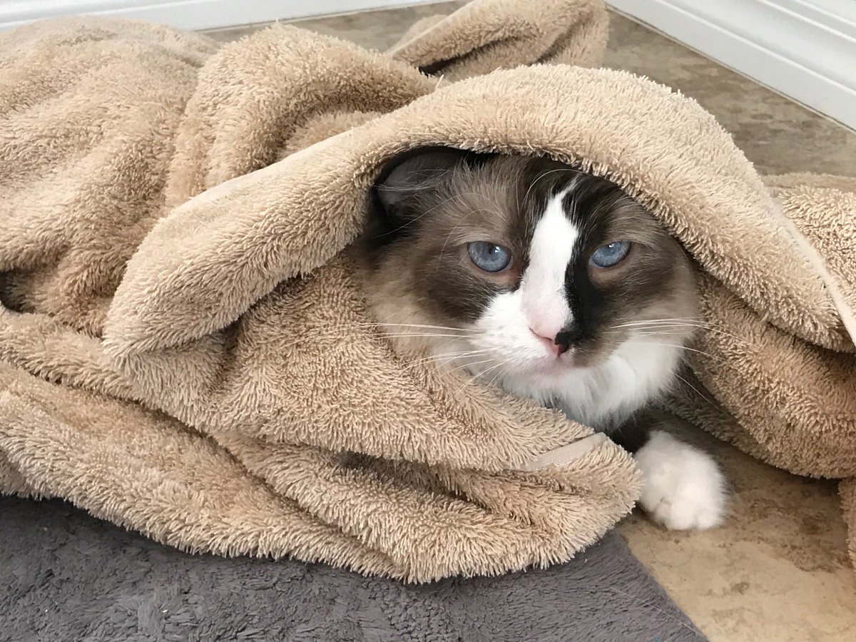 DrDelaneyKirk 🐾 tweet media