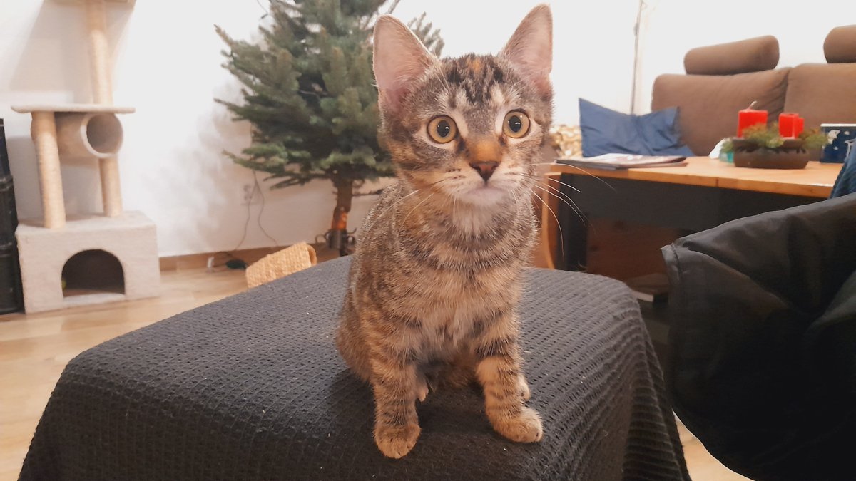 Josef Chodounský tweet media