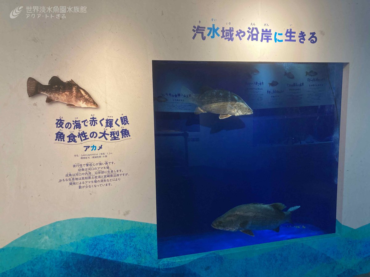 世界淡水魚園水族館 アクア・トト ぎふ on X: 