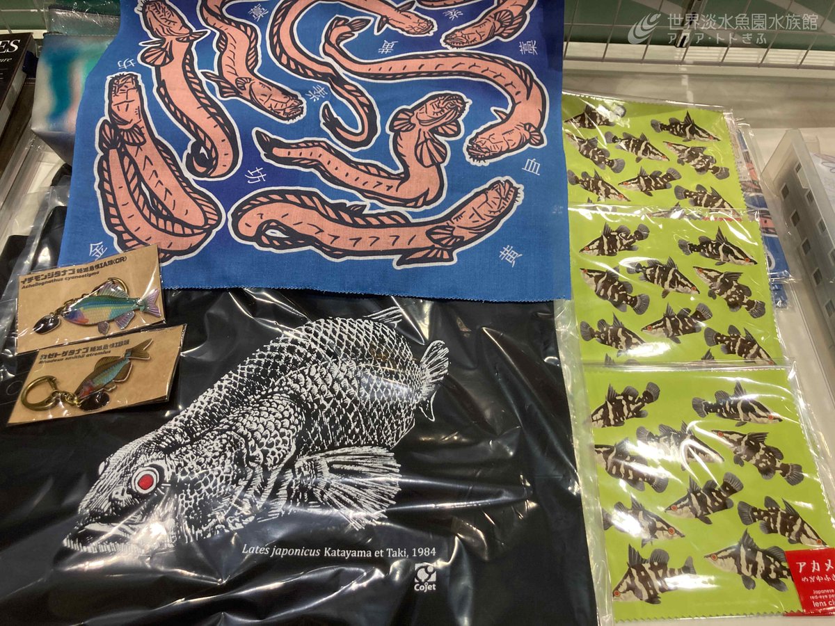 企画展「Save the 淡水魚」では、汽水魚界で一目置かれる存在の