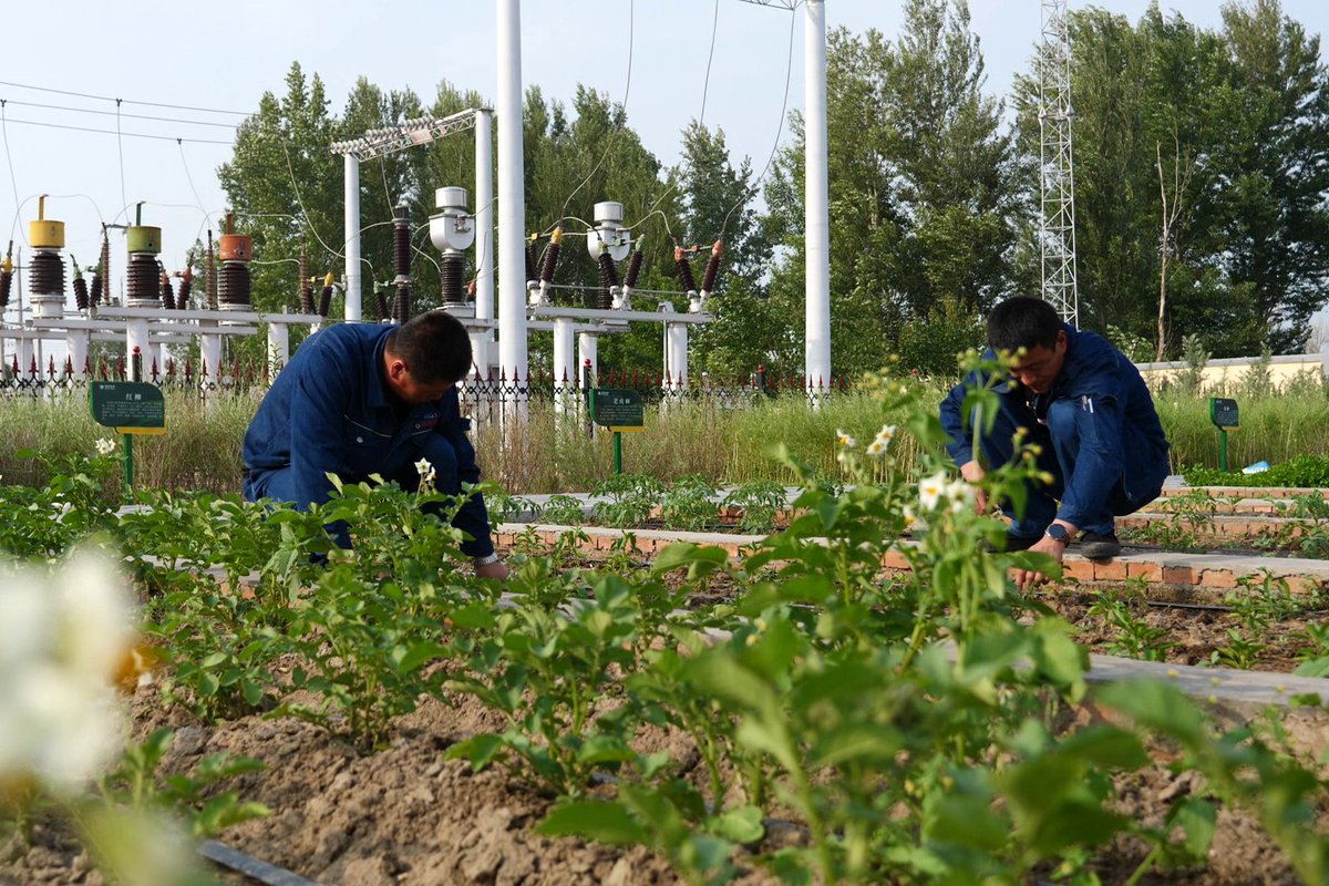 SGCCofficial's tweet photo. #StateGrid East Inner Mongolia Electric Power has been greening the sandy lands with its innovative planting initiatives! This project leverages non-flammable vegetation in sandy areas to stabilize sand dunes and transmission towers, bringing environmental and economic benefits. https://t.co/pyPKgsJ5A8