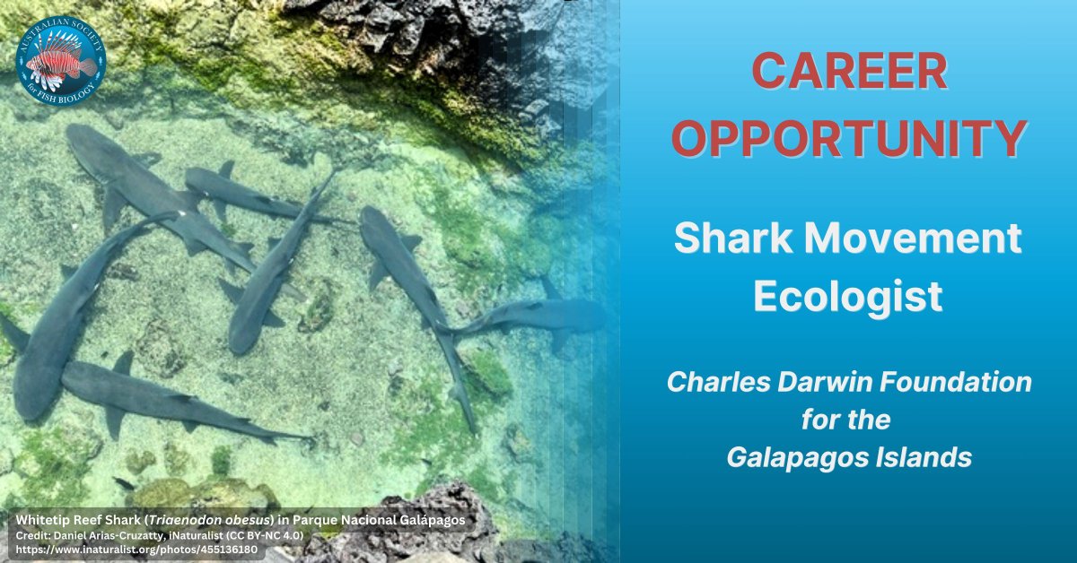 #career #opportunity 🦈 The <a href="/DarwinFound/">Charles Darwin Foundation-Fundación Charles Darwin</a> for the Galapagos Islands is recruiting a #Shark Movement Ecologist

🌎 #Galapagos, #Ecuador
📅 3 years
💵 USD 3,000 - 3,500 per month, plus benefits
🚨 Apply by 12 January 2025

👀 buff.ly/3Bsijd8 

#sciencejobs #research