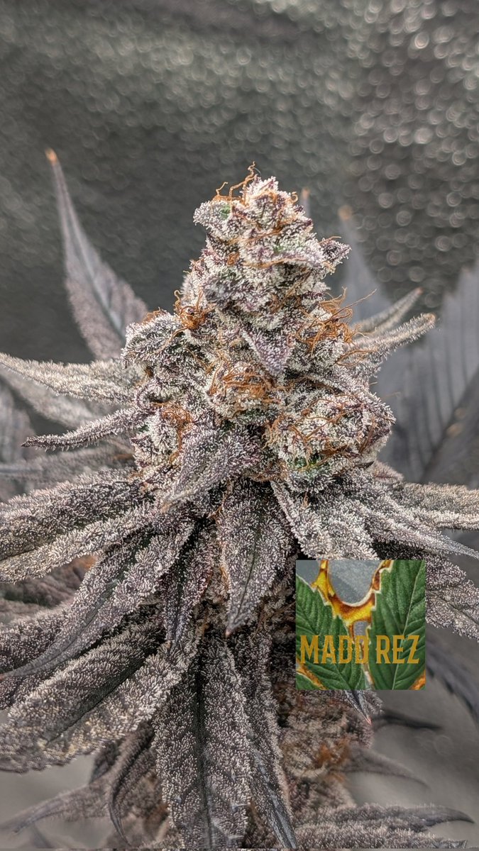 Illuminati OG 👁️🌱
Day 56 and she's got just a touch of amber 🤌 Few more days...