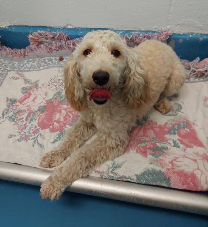 PetfindToronto's tweet image. #EGLINTON E #LESSLIE ST  Pls RT2unite #FOUND #DOG- 16-Dec-24 #Toronto Animal Services A0996284 #EAST 416-338-7539 WHITE #POODLE-MIN F/?Age