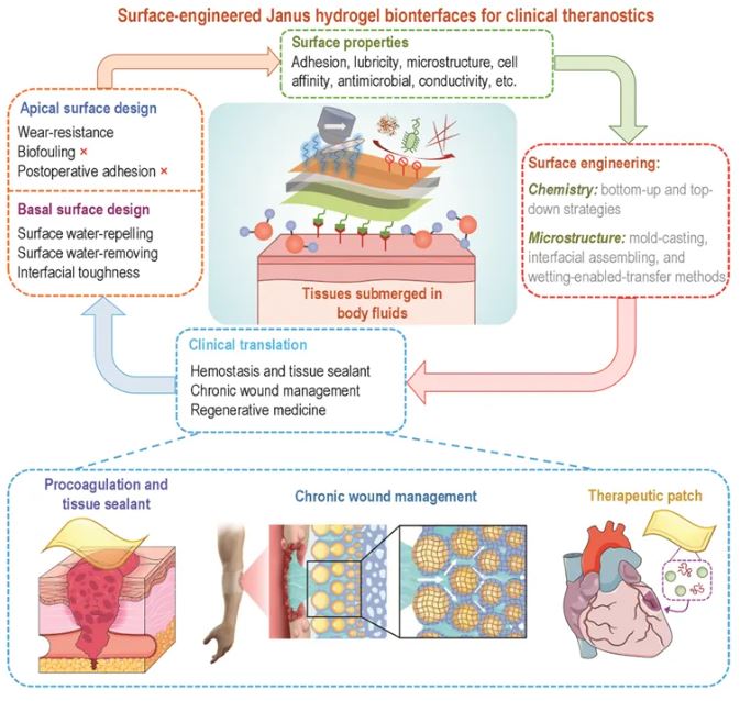 Review: Engineered Janus hydrogels: biomimetic surface engineering and biomedical applications 
doi.org/10.1093/nsr/nw…
<a href="/OxUniPress/">Oxford University Press</a> <a href="/Natl_Sci_Rev/">NSR_Journal</a> <a href="/SciencNews/">Science News</a> <a href="/isciverse/">Top Science</a> <a href="/physorg_com/">Phys.org</a>
