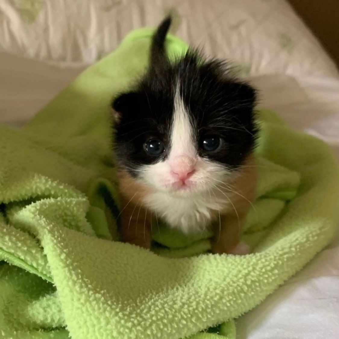 ShouldHaveCat's tweet photo. she grew https://t.co/2fKpo1NXvM