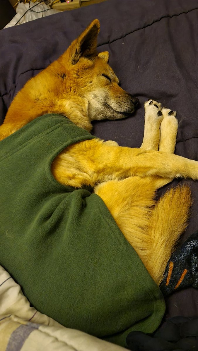 Dkazn's tweet photo. @RCahillAuthor Thank you for the house defense book, enjoy this dog https://t.co/wiEdzJFWNw