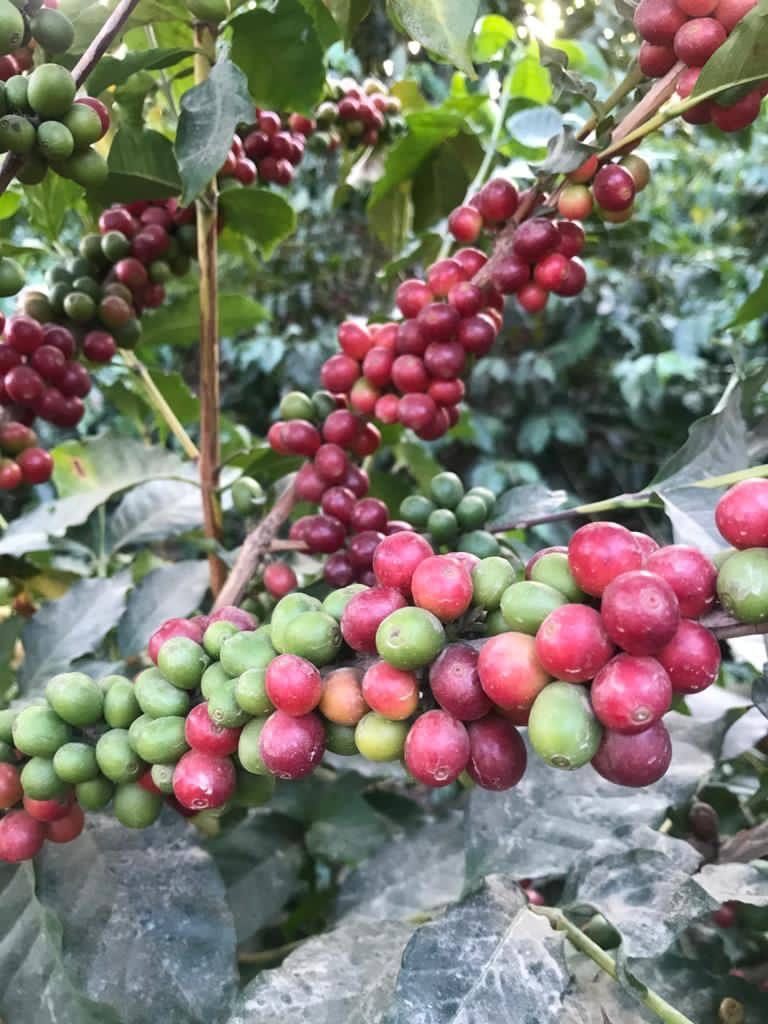 MTN_Coffee1's tweet photo. كل فنجان من القهوة السعودية يحمل معه عبق التاريخ ودفء الضيافة.

#القهوة_السعودية https://t.co/VFbDX3uxU5