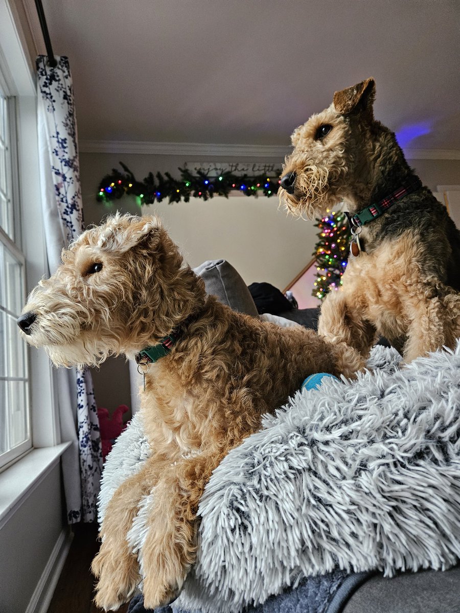 BuellerL's tweet image. Is Santa here yet! Friends, any Santapaws sightings yet? #Christmas #santapaws