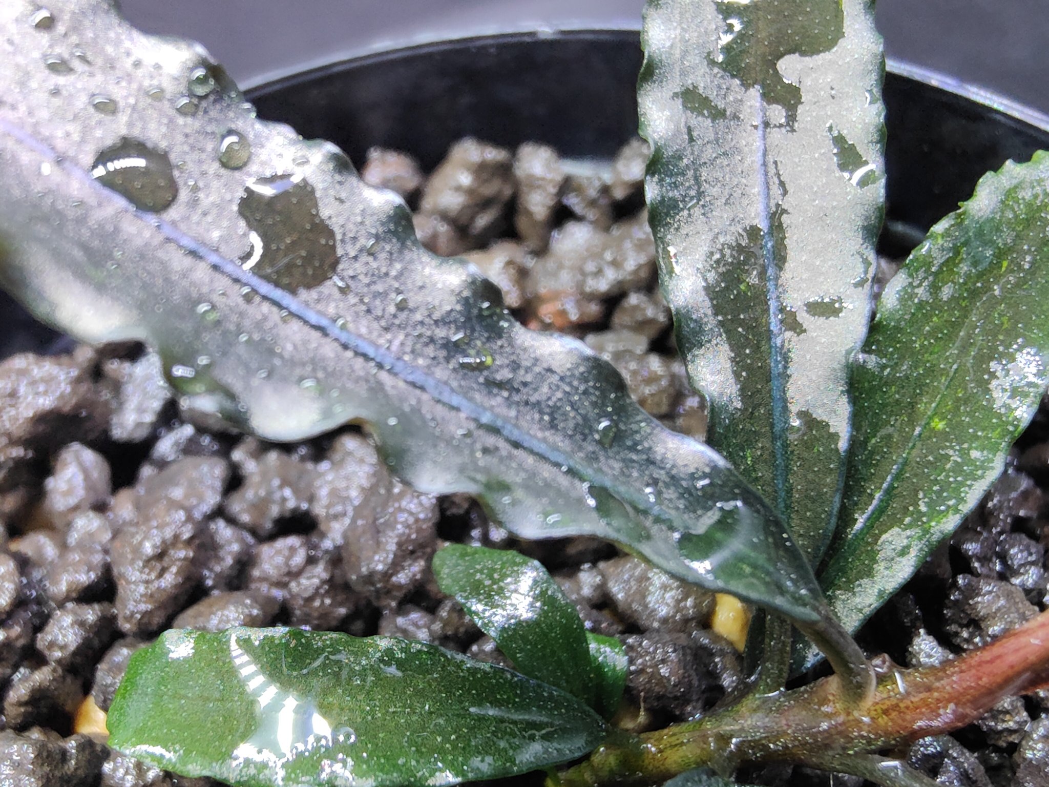 キボーデコ в X: „Bucephalandra sp Chopper-leaf from Kapuas キボーデコ в X: „Bucephalandra sp Chopper-leaf from Kapuas