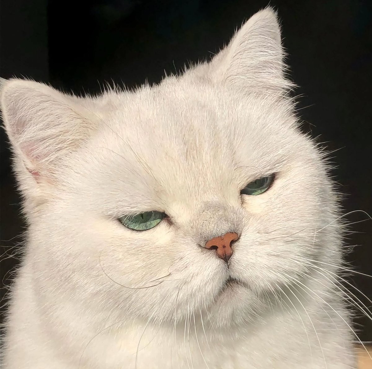 Cats Cure Depression tweet media