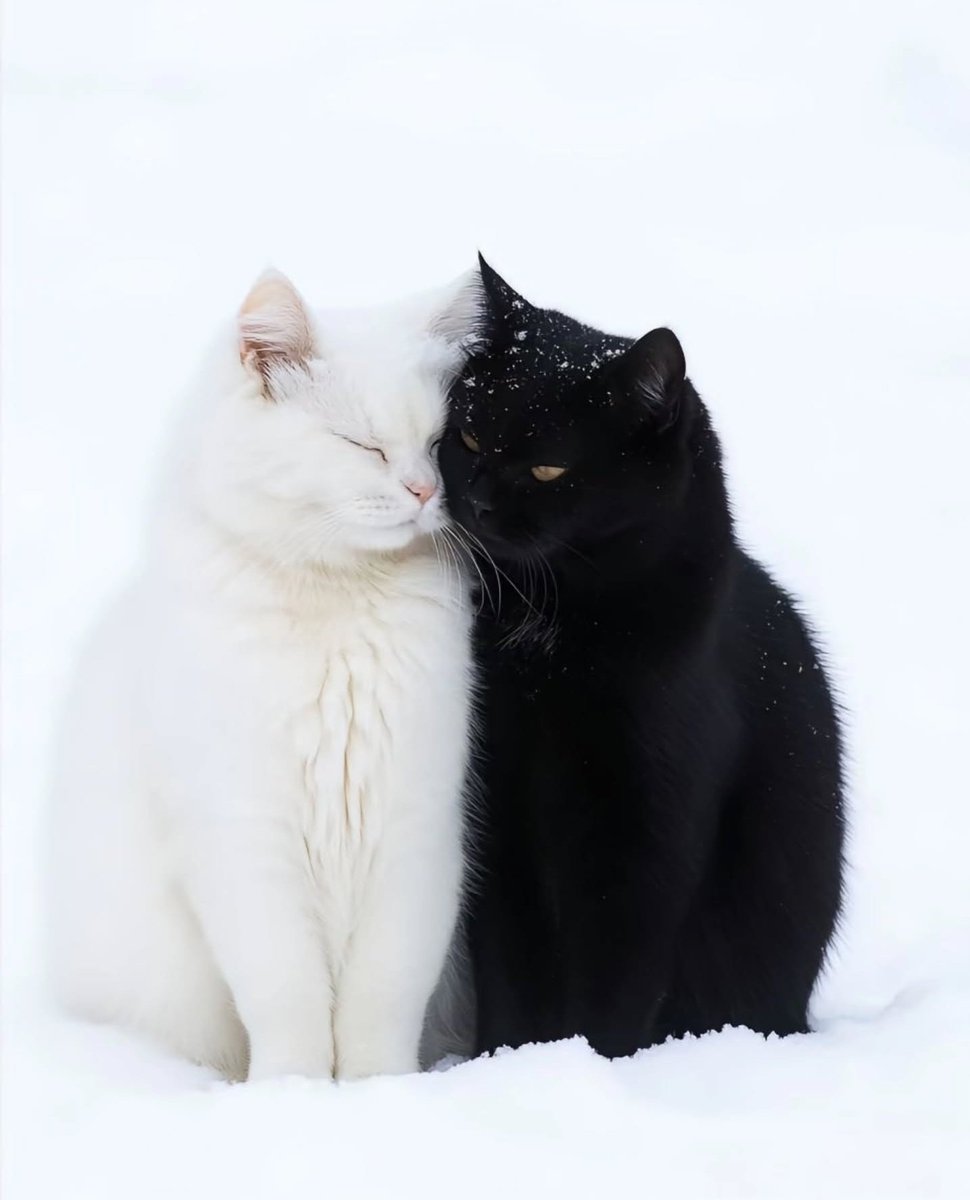 Cats Cure Depression tweet media