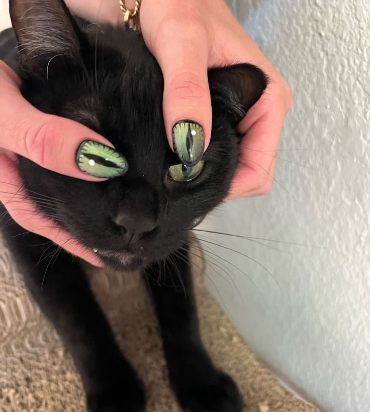 Black cats are not bad luck (@visualscat) on Twitter photo 