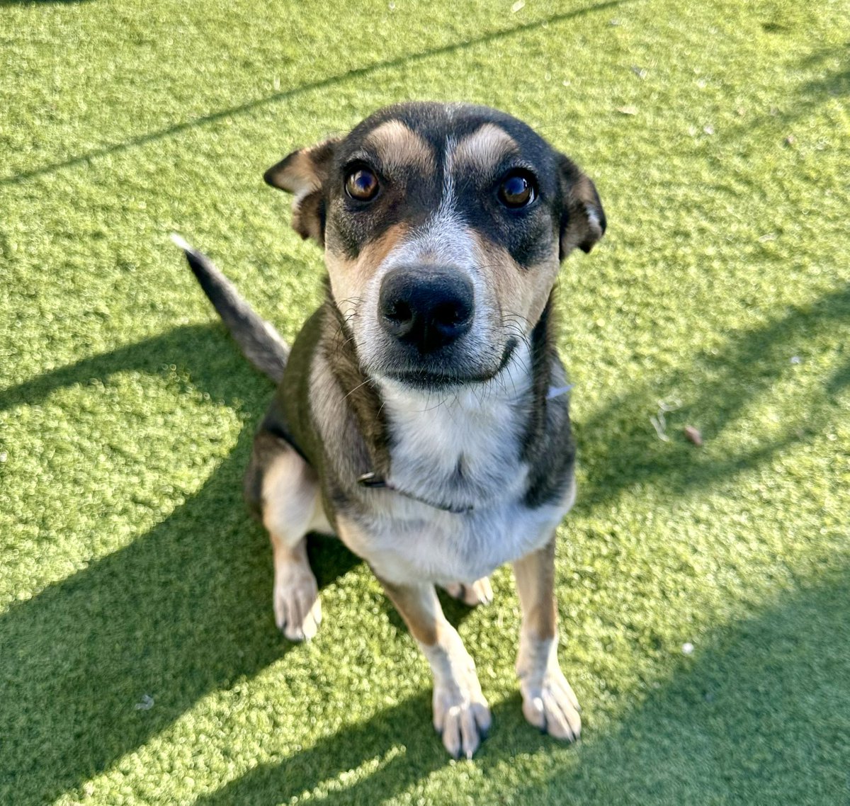 gwoods5050's tweet photo. @KTSMtv Sweet Potato is in foster care and ready for her forever home.   

https://t.co/M3PhFauZW2 https://t.co/NWOTgX60cT